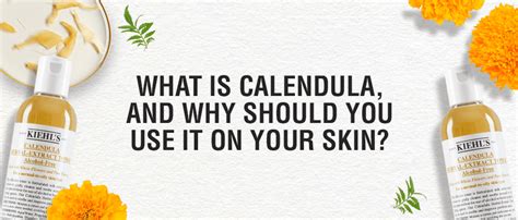 What is Calendula and Why Should You Use It on Your Skin.